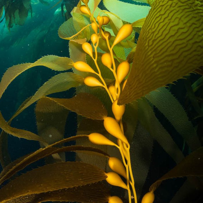 Kelp fronds and pneumatocysts. Pneumatocysts, gas-filled bladders, float the kelp plant off the ocean bottom toward the surface and sunlight, where the leaf-like blades and stipes of the kelp plant grow fastest. Giant kelp can grow up to 2' in a single day given optimal conditions. Epic submarine forests of kelp grow throughout California's Southern Channel Islands